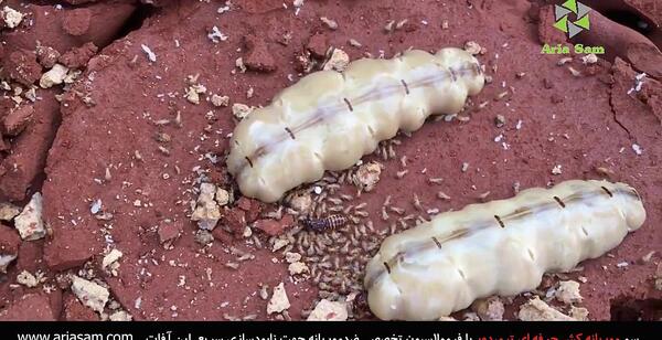عکس ملکه ی موریانه