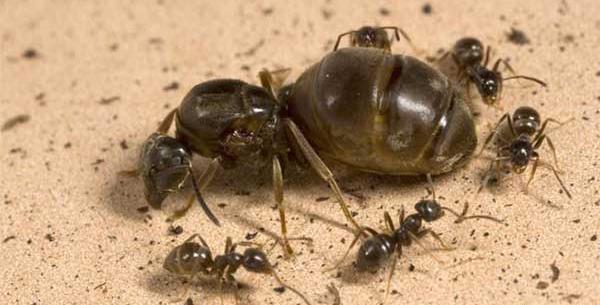 عکس ملکه ی موریانه