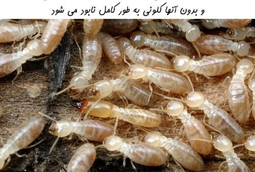 عکس ملکه ی موریانه