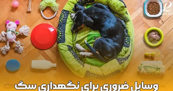 عکس وسایل سگ پاکوتاه