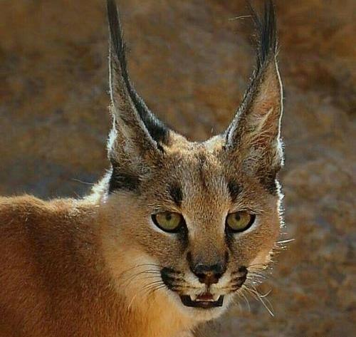 عکس وسایل های گربه سیاه