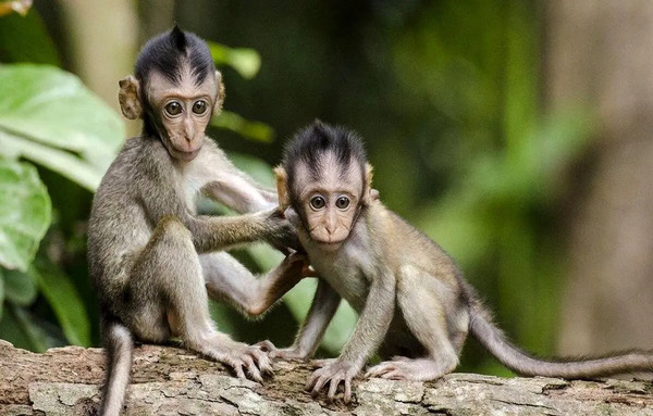 عکس یک جفت میمون