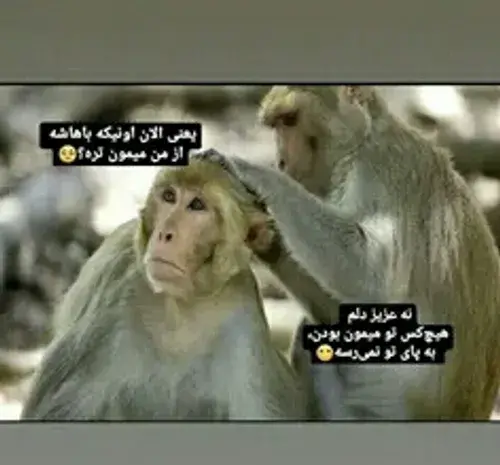 عکس یک جفت میمون