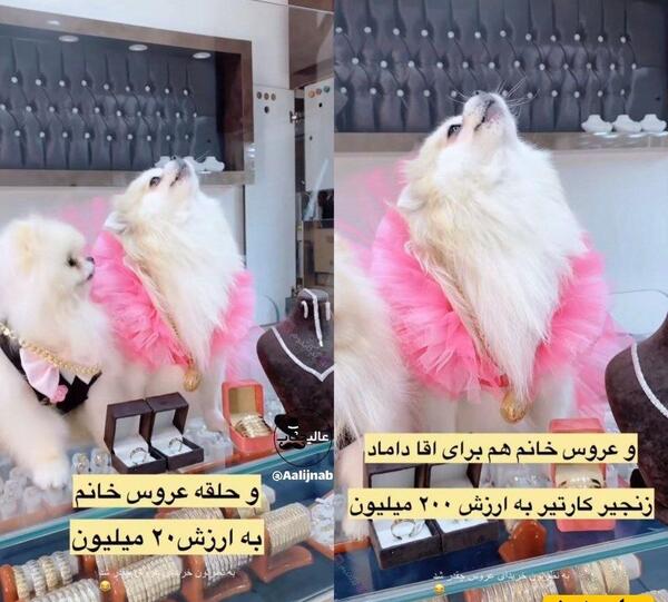 عکس دو میمون عروس داماد
