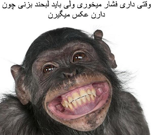 عکس میمون خنده رو