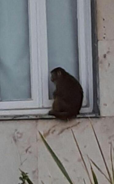 عکس ارایش میمون