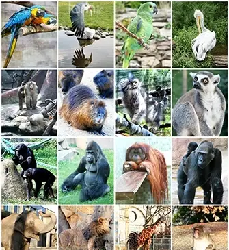 عکس ارایش میمون