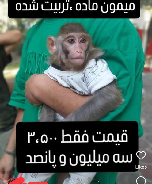 عکس میمون ارایش کرده