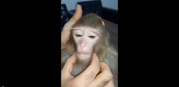 عکس میمون ارایش کرده
