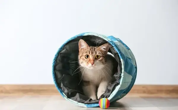 عکس وسایل بازی گربه