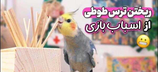 عکس وسایل های عروس هلندی