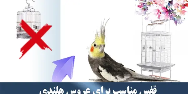 عکس وسایل های عروس هلندی