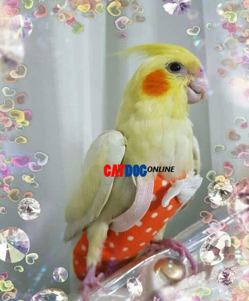 عکس وسایل اسباب بازی عروس هلندی