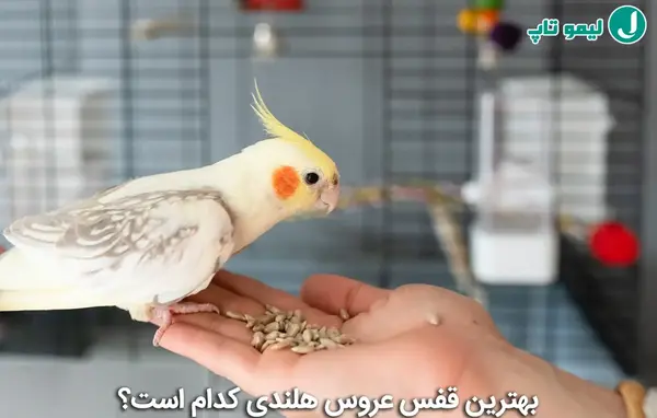 عکس قفس عروس هلندی با وسایل