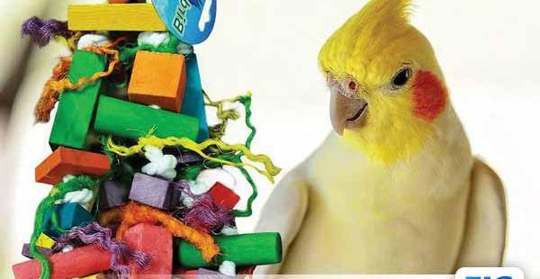 عکس قفس عروس هلندی با وسایل