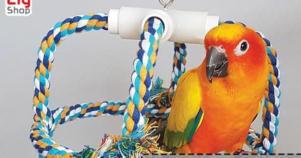 عکس وسایل طوطی برزیلی
