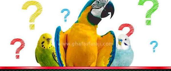 عکس وسایل طوطی برزیلی
