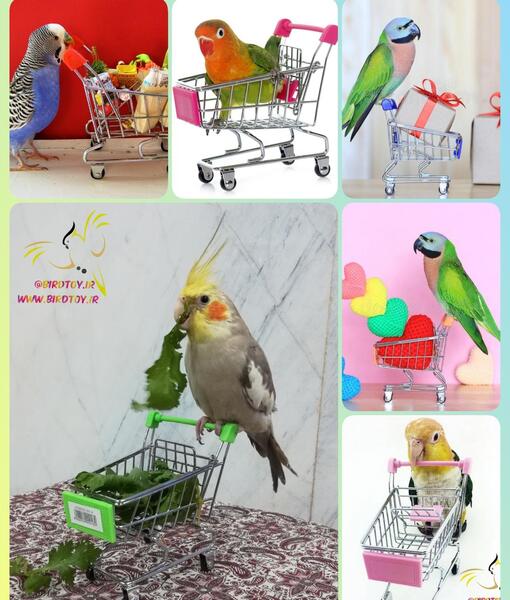 عکس وسایل بازی طوطی برزیلی