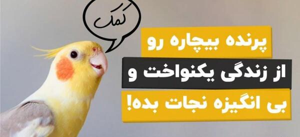 عکس وسایل بازی طوطی برزیلی