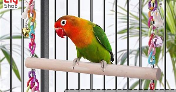 عکس وسایل بازی طوطی برزیلی