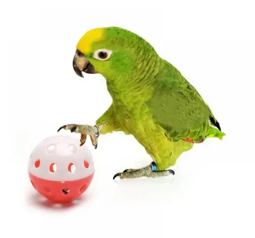 عکس وسایل بازی طوطی برزیلی