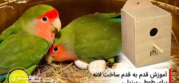 عکس وسایل بازی طوطی برزیلی