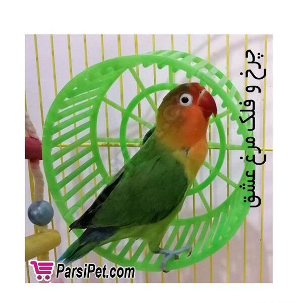 عکس وسایل بازی طوطی برزیلی