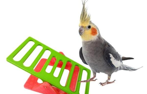 عکس وسایل های طوطی