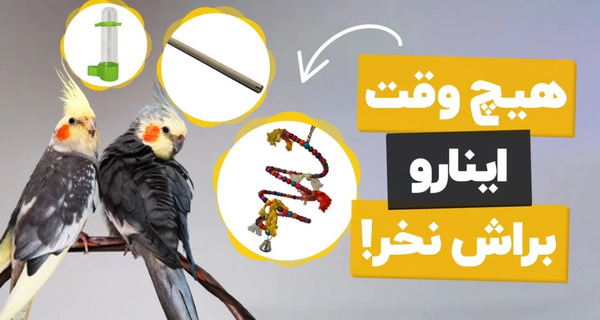 عکس وسایل های طوطی