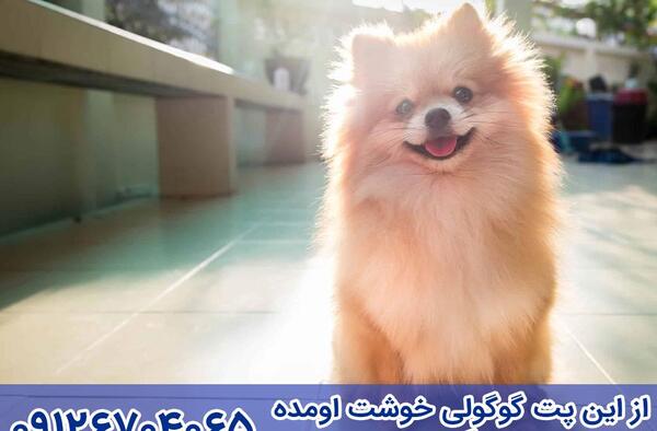 عکس وسایل سگ پامر