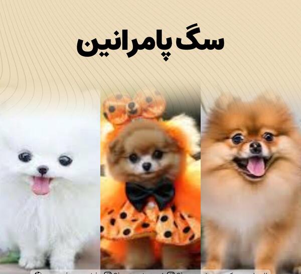 عکس وسایل سگ پامر