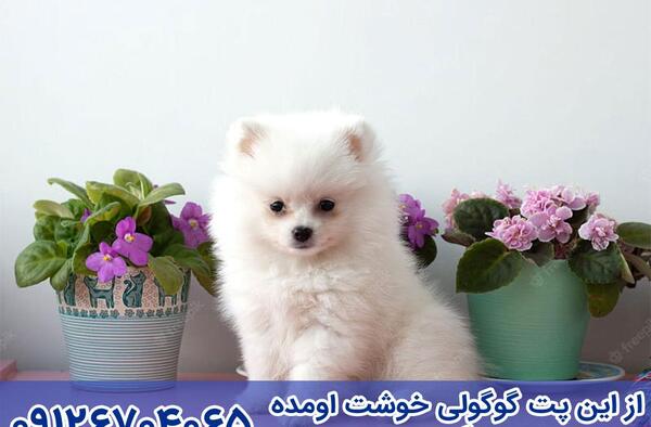 عکس وسایل سگ پامرین