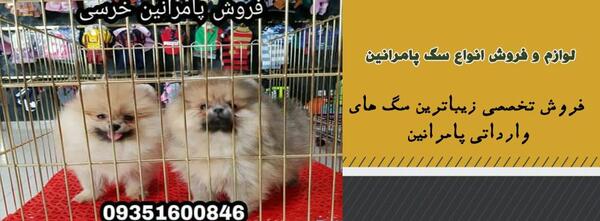 عکس وسایل سگ پامرین