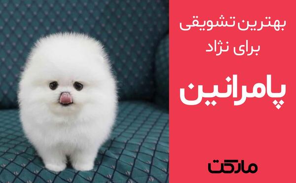 عکس وسایل سگ پامرین