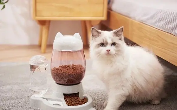 عکس وسایل گربه خانگی