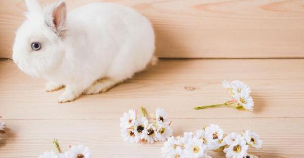 عکس وسایل مورد نیاز خرگوش