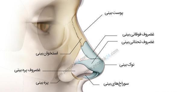 عکس داخل بینی طبیعی