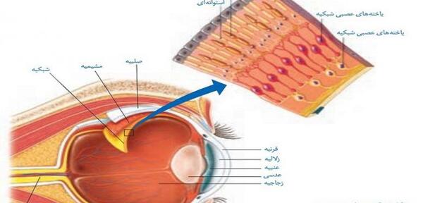 عکس داخل چشم کلاس پنجم