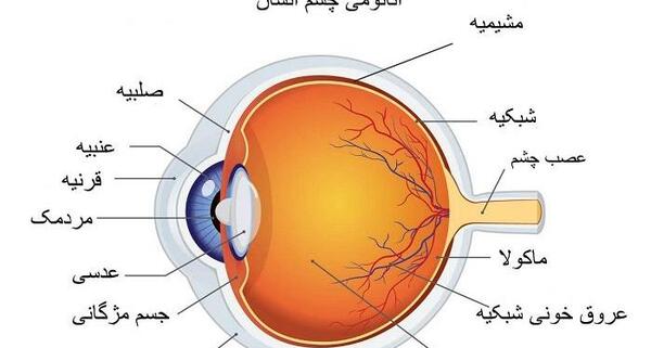 عکس داخل چشم کلاس پنجم