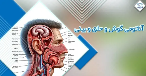 عکس داخل دماغ انسان