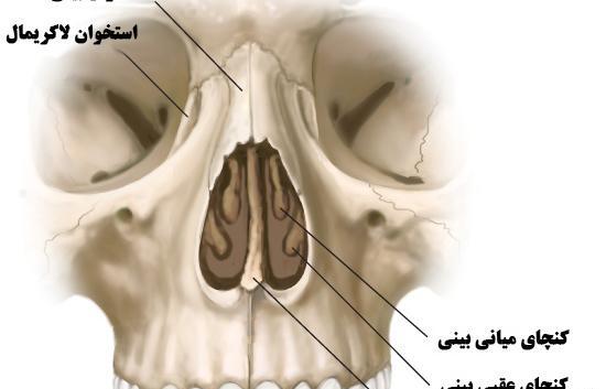 عکس داخل دماغ انسان