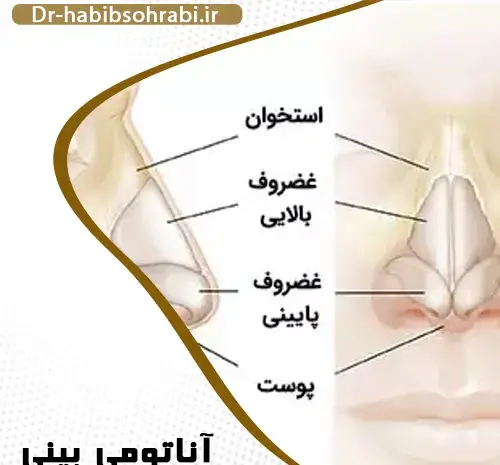 عکس داخل دماغ انسان