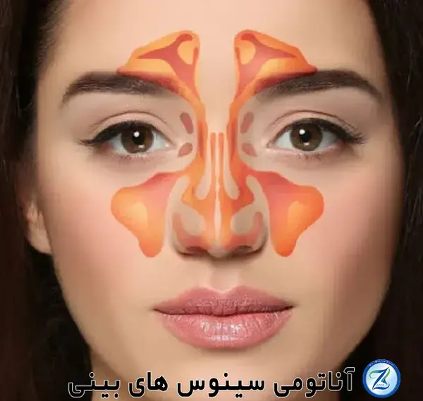 عکس داخل دماغ انسان