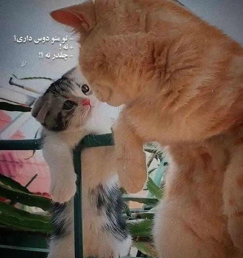 دانلود عکس پروفایل اگه دوسم داری ست کن