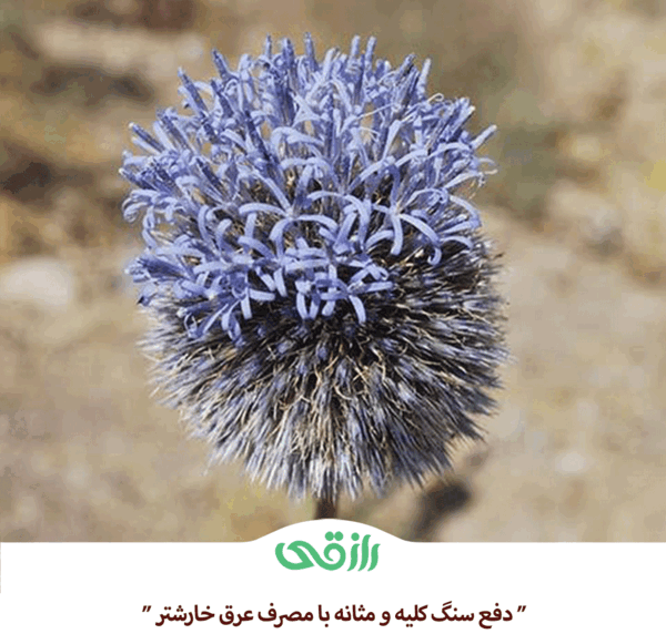 عکس سنگ کلیه خاردار
