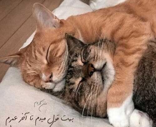 دانلود عکس همسرم دوستت دارم