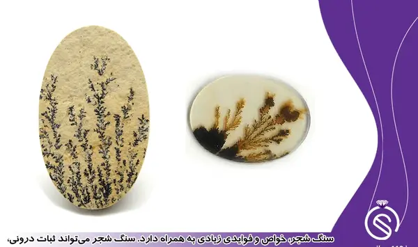 عکس سنگ شجر دریایی