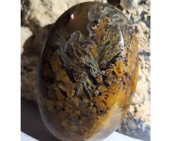 عکس سنگ شجر دریایی