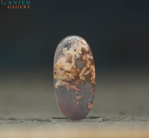 عکس سنگ شجر دریایی