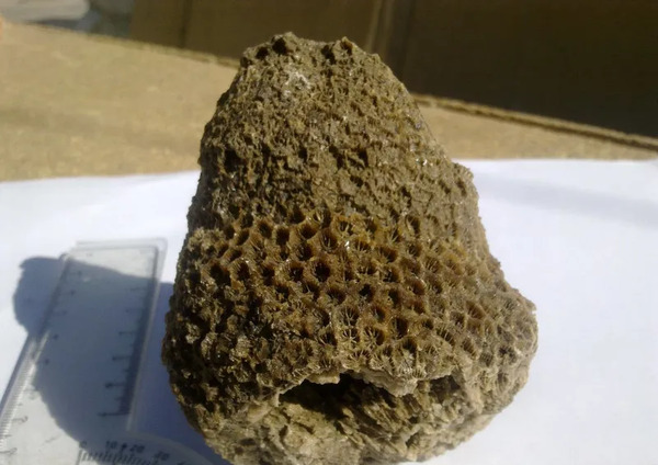 عکس سنگ مرجان دریایی